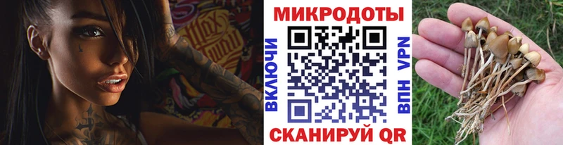 mega ONION  как найти   Маркс  Псилоцибиновые грибы Psilocybine cubensis 